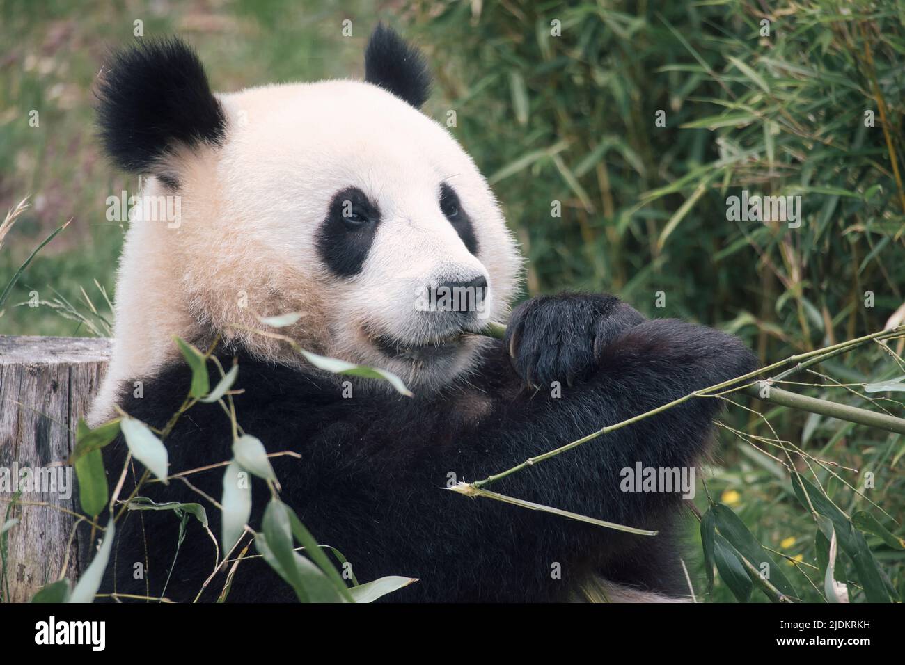 grand panda assis manger du bambou. Espèces en voie de disparition. Un mammifère noir et blanc qui ressemble à un ours en peluche. Photo profonde d'un ours rare. Banque D'Images