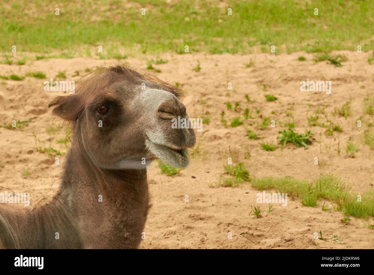 Chameau domestique de bactrian. Portrait d'un chameau domestique à double bosse en gros plan Banque D'Images