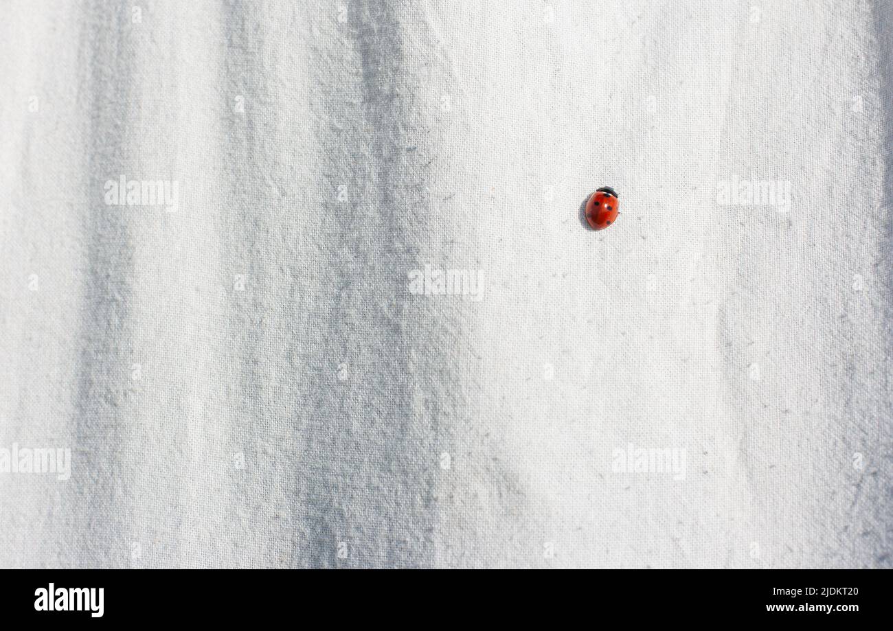 coccinelle rouge sur un tissu blanc rampant par une chaude journée d'été. Gros plan Banque D'Images