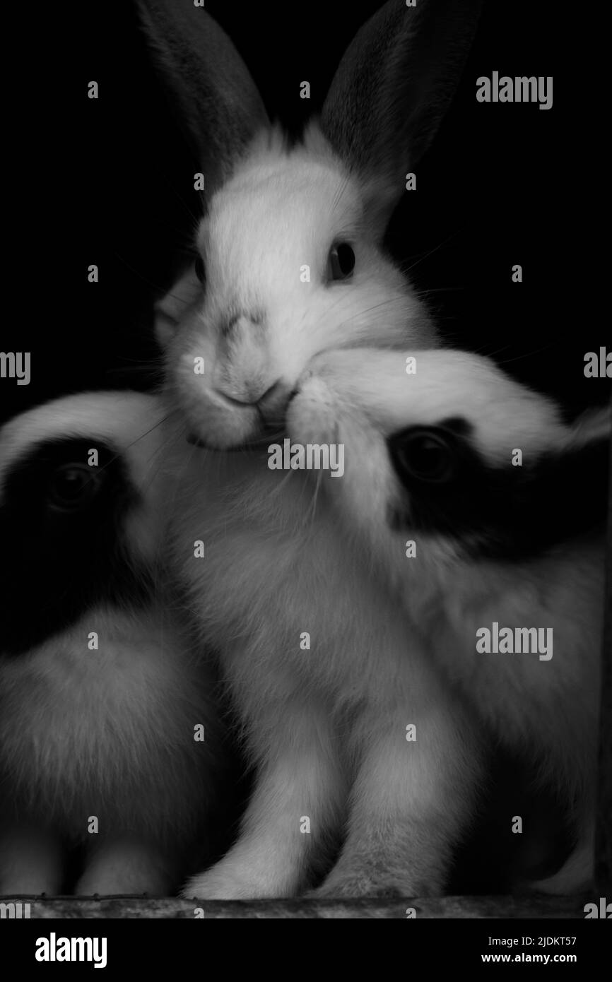 Les lapins travaillent dans les familles, ils s'occupent l'un et l'autre. Ils doivent tout partager. Cette image montre comment les lapins s'aiment les uns les autres Banque D'Images