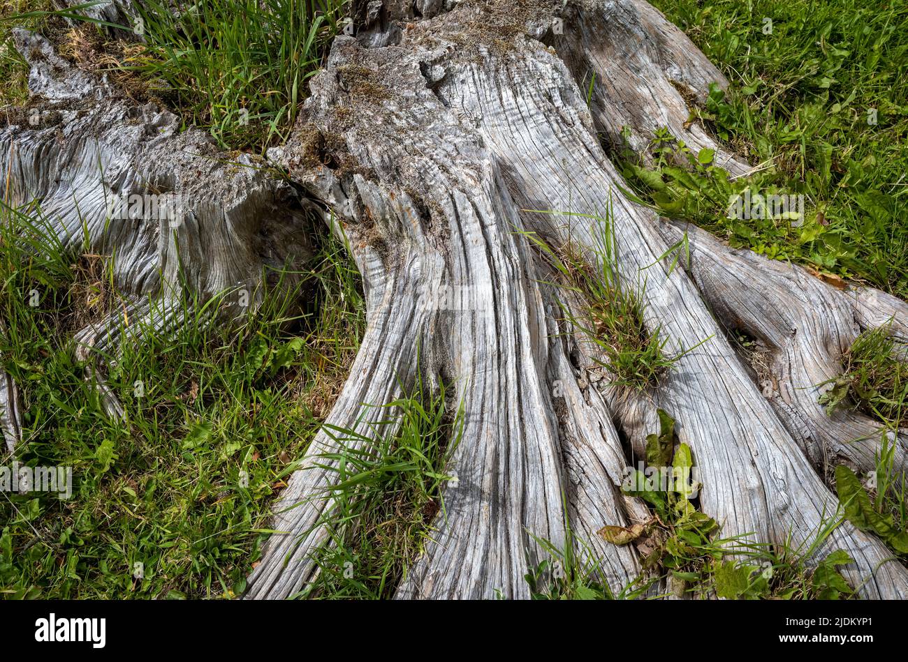 Striations dans une souche d'arbre en décomposition, Brougham Hall, Cumbria, Royaume-Uni Banque D'Images