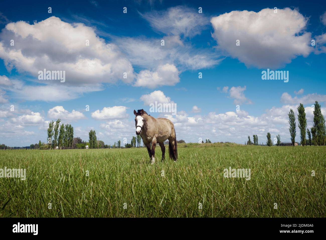 Pâturage de chevaux dans un champ verdoyant, Carlos Keen, province de Buenos Aires, Argentine Banque D'Images