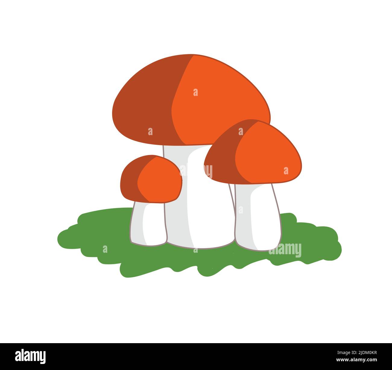 Famille des champignons comestibles boletus. Champignons porcini ou borovik. Illustration de Vecteur