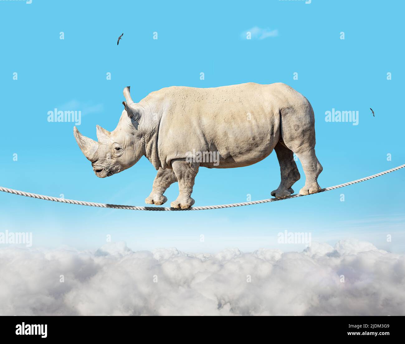 Gros ropewalker lourd et volumineux rhinocéros sur une corde dans le ciel Banque D'Images