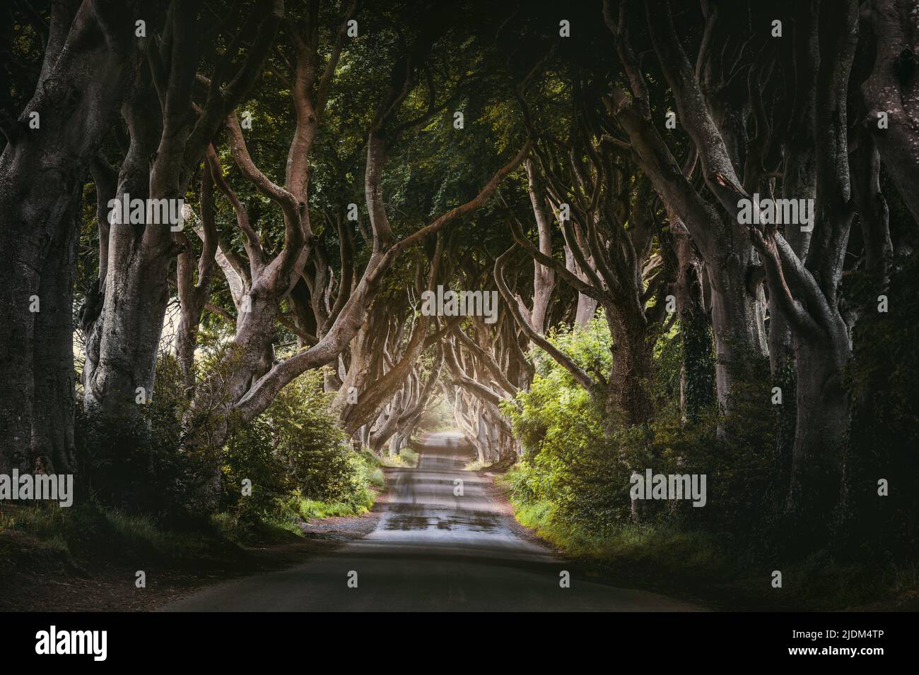 Matin lumière du soleil dans la ruelle de hêtre The Dark Hedges, Comté Antrim en Irlande du Nord, Royaume-Uni Banque D'Images Matin lumière du soleil dans la ruelle de hêtre The Dark Hedges, Comté Antrim en Irlande du Nord, Royaume-Uni Banque D'Images