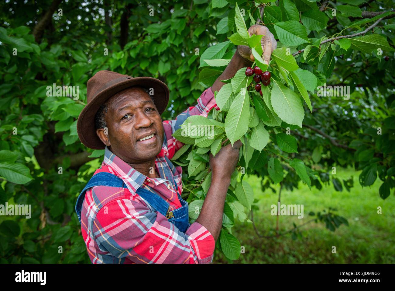L'agriculteur récolte des cerises sur la plantation de cerises, paysan africain au travail Banque D'Images