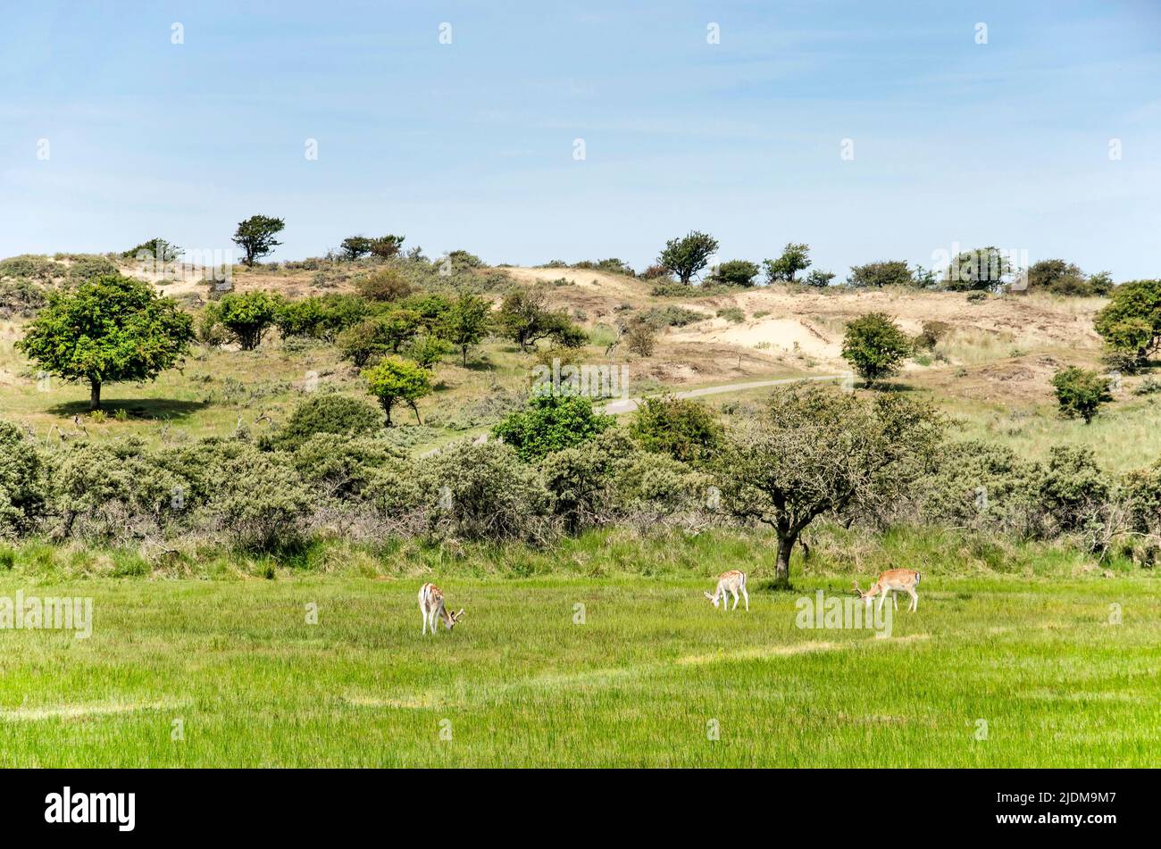 Trois cerfs paissent dans un paysage de collines et de plaines, dans les dunes entre Zandvoort et Noordwijk aux pays-Bas Banque D'Images