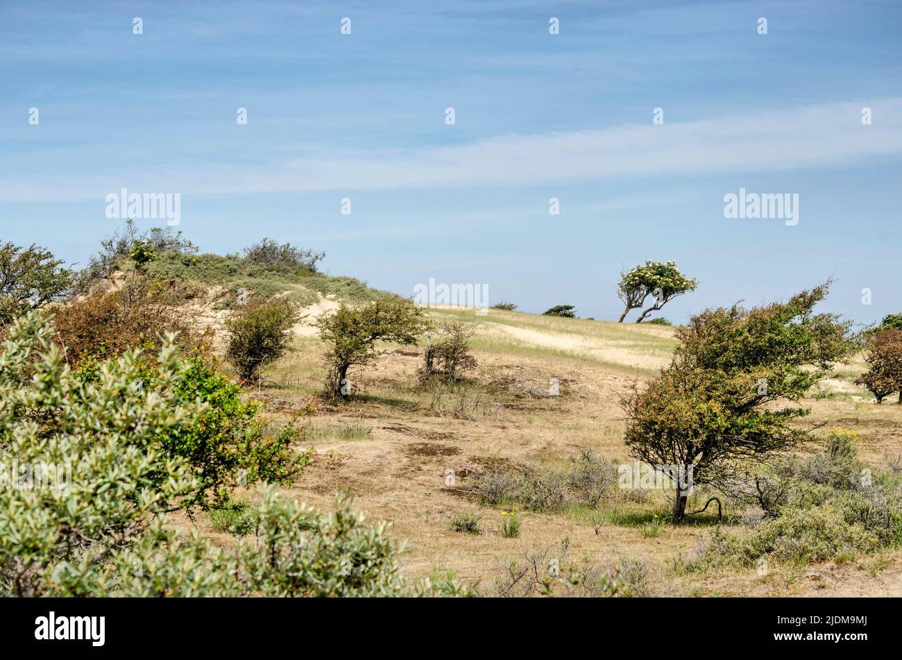 Lpaysage avec des collines sablonneuses, de l'herbe sèche et de bas arbres et buissons, dans les dunes entre Zandvoort et Noordwijk aux pays-Bas Banque D'Images