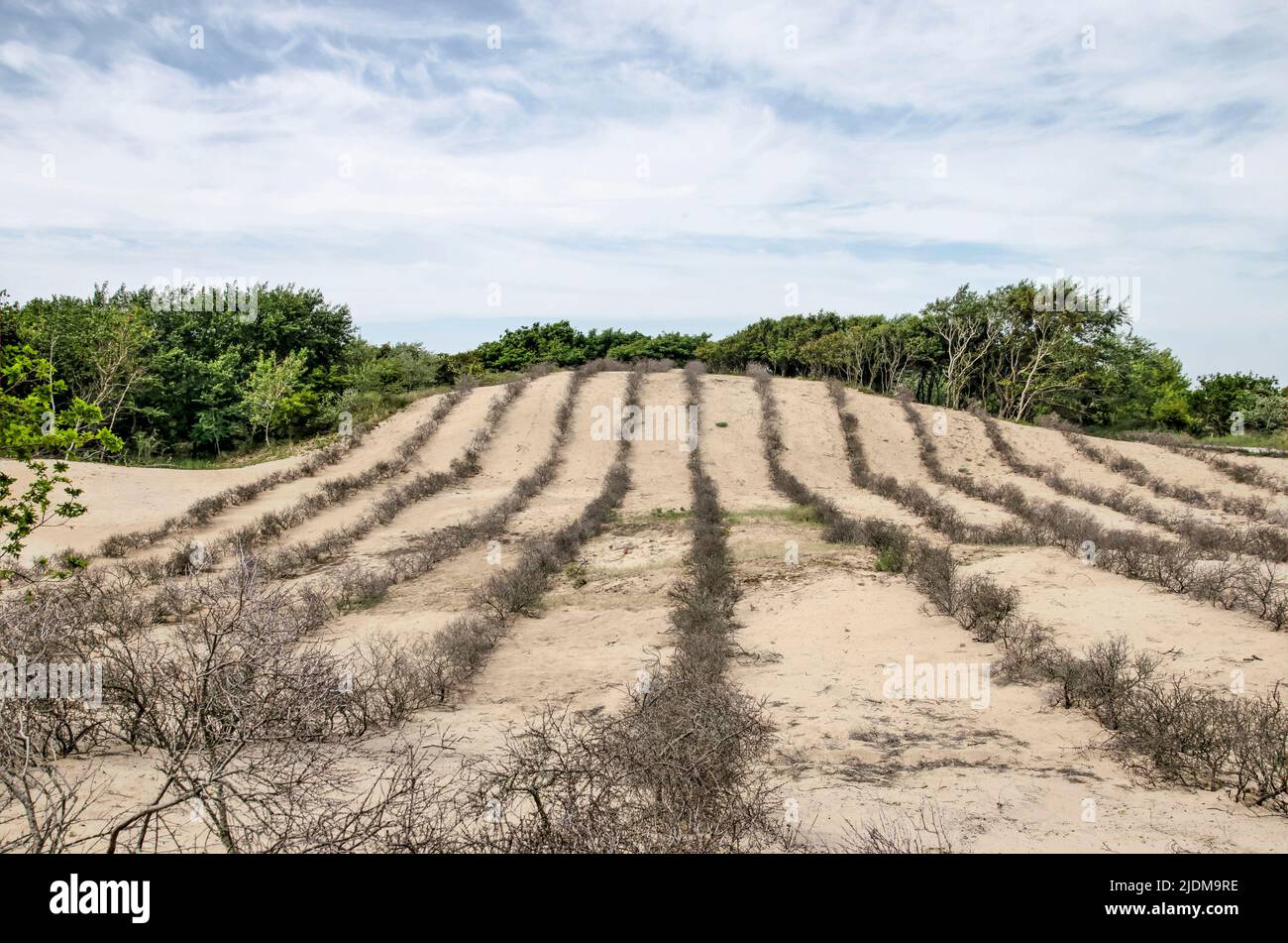 Rangée de buissons bas plantés pour stabiliser les dunes, entre Zandvoort et Noordwijk aux pays-Bas Banque D'Images