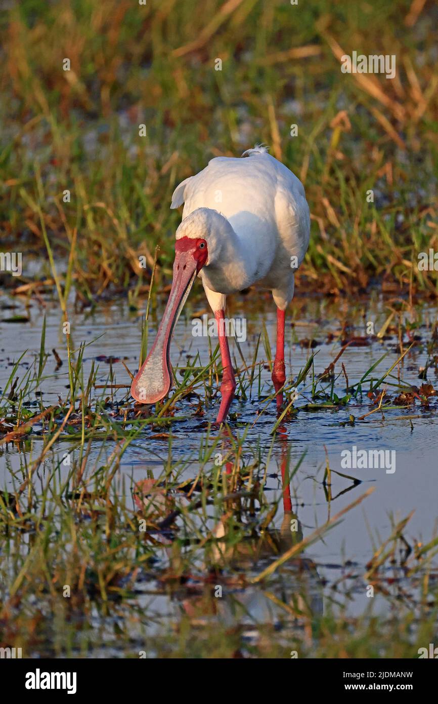 Spoonbill africain à Moremi Botswana Banque D'Images