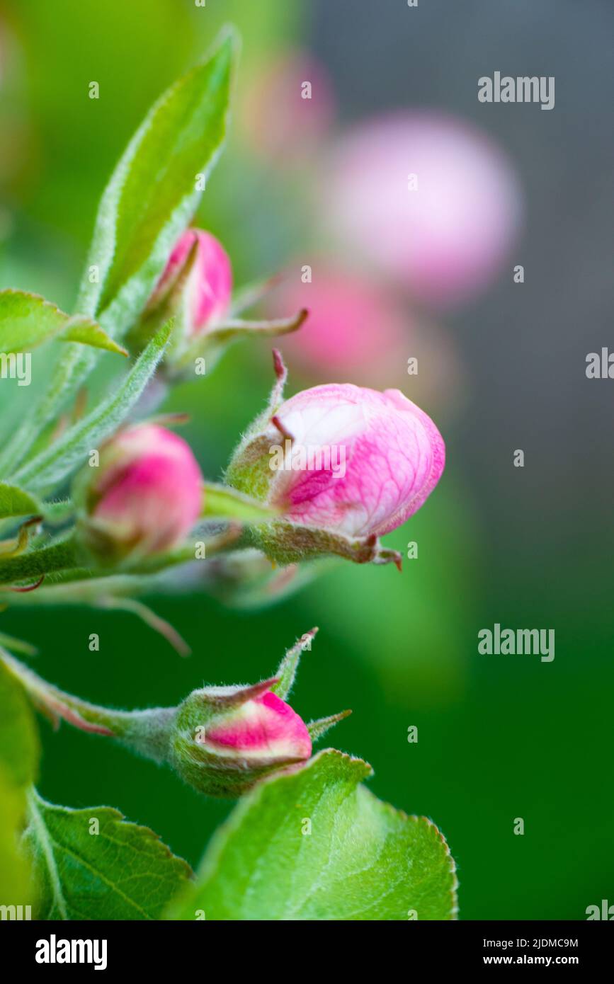 Des bourgeons roses de fleurs de pommier non ouvertes sur une branche le jour ensoleillé sur un fond de feuillage vert. Floraison printanière dans un jardin ou un parc. Photo de haute qualité Banque D'Images