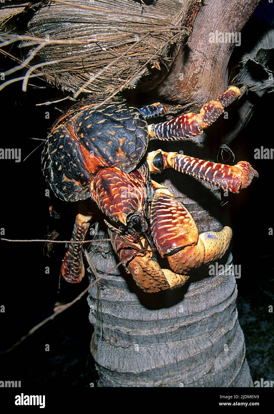 Crabe de noix de coco (Birgus latro) sur un cocotier, Atoll d'Aldabra, Seychelles, Indic Ocean Banque D'Images