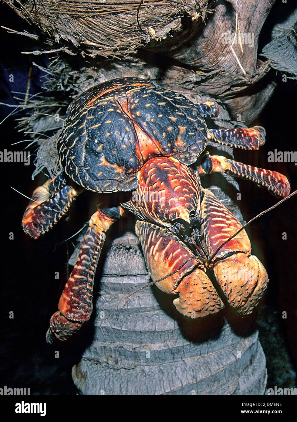 Crabe de noix de coco (Birgus latro) sur un cocotier, Atoll d'Aldabra, Seychelles, Indic Ocean Banque D'Images