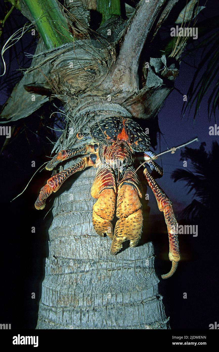 Crabe de noix de coco (Birgus latro) sur un cocotier, Atoll d'Aldabra, Seychelles, Indic Ocean Banque D'Images