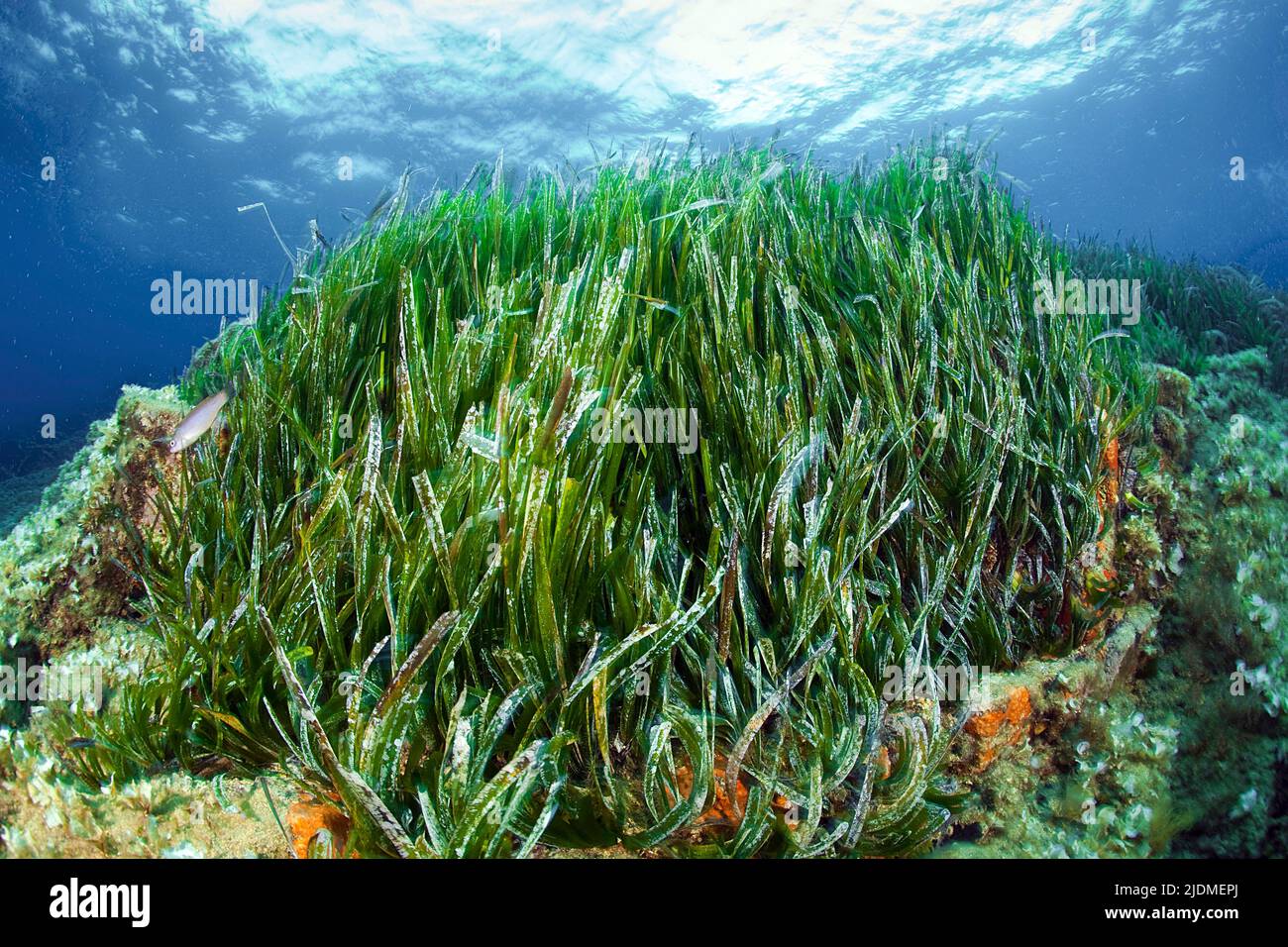 Prairie d'herbes marines (Posidonia Oceanica), Sud de la France, France, mer Méditerranée Banque D'Images