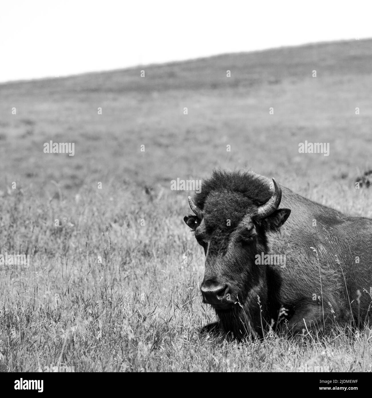 Buffalo se trouvant dans les Prairies du Dakota du Sud seulement Banque D'Images
