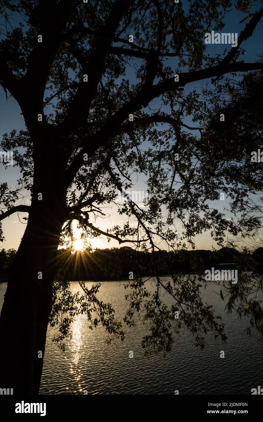 Starburst créé en raison de la chaleur de la lumière du soleil filtrant à travers l'arbre dans la silhouette au coucher du soleil dans le jardin botanique de Lalbagh, Bengaluru, Karnataka, Inde. Banque D'Images