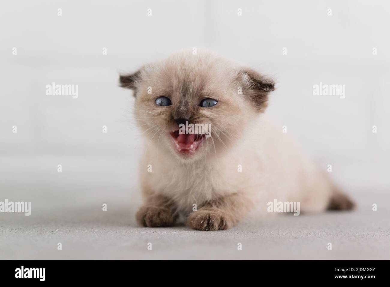 Un petit chaton blanc de couleur de shorthair de point de couleur hurle, montrant les dents de bébé. Mise au point sélective Banque D'Images