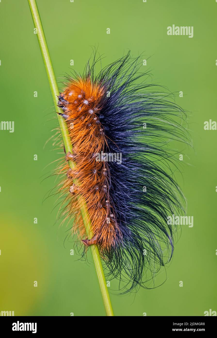 Ours brun - Arctia caja, caterpillar Banque D'Images
