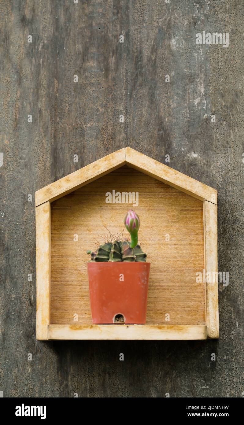 cactus dans un petit pot sur fond de bois Banque D'Images