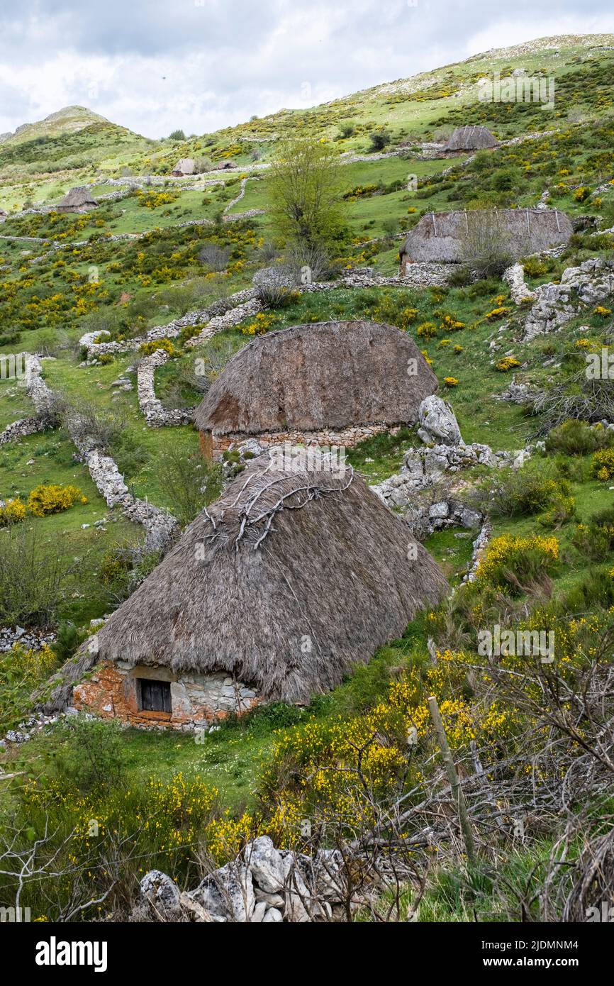 Espagne, Asturies. Braña (Meadow) de Mumian dans le Parc naturel de Somiedo. Les huttes de pierre et de chaume (Teitos) servent d'installations de protection des bovins pendant Banque D'Images