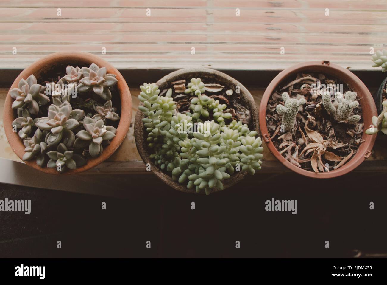 trois vases de plantes succulentes Banque D'Images