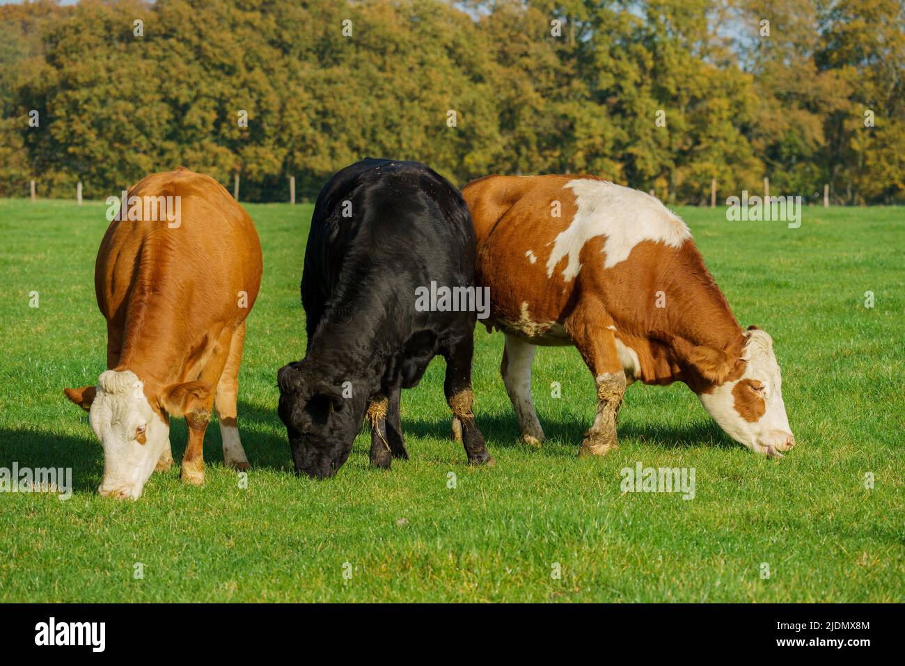 Vaches sur la pâturre d'herbe verte. Vaches laitières Banque D'Images