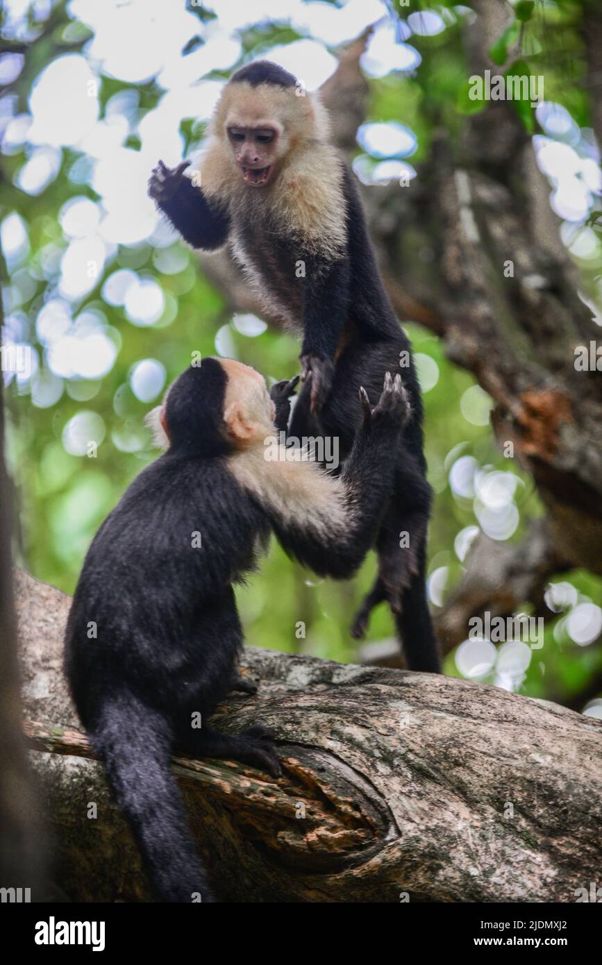 Couple de Capuchins panaméens à face blanche interagissent sur l'arbre dans le parc national Manuel Antonio, au Costa Rica Banque D'Images