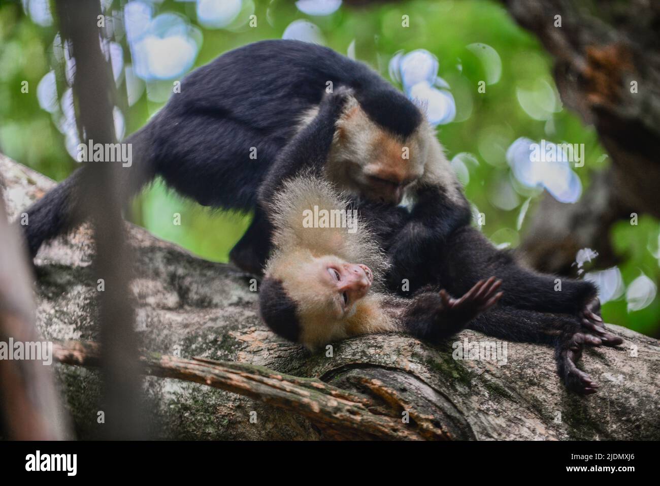 Couple de Capuchins panaméens à face blanche interagissent sur l'arbre dans le parc national Manuel Antonio, au Costa Rica Banque D'Images