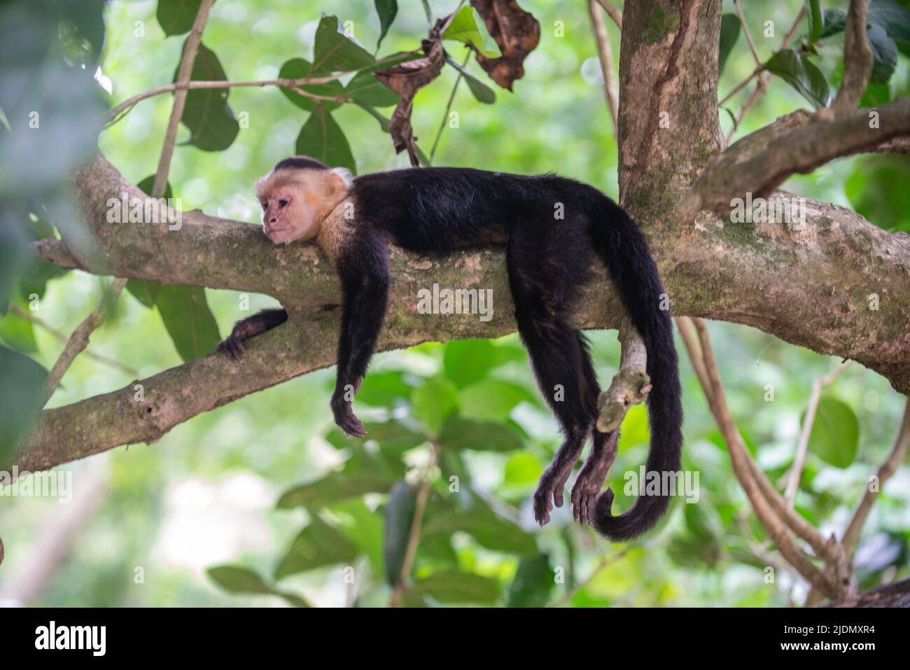 Capuchin panaméen à face blanche, reposant sur une branche d'arbre dans le parc national Manuel Antonio, au Costa Rica Banque D'Images