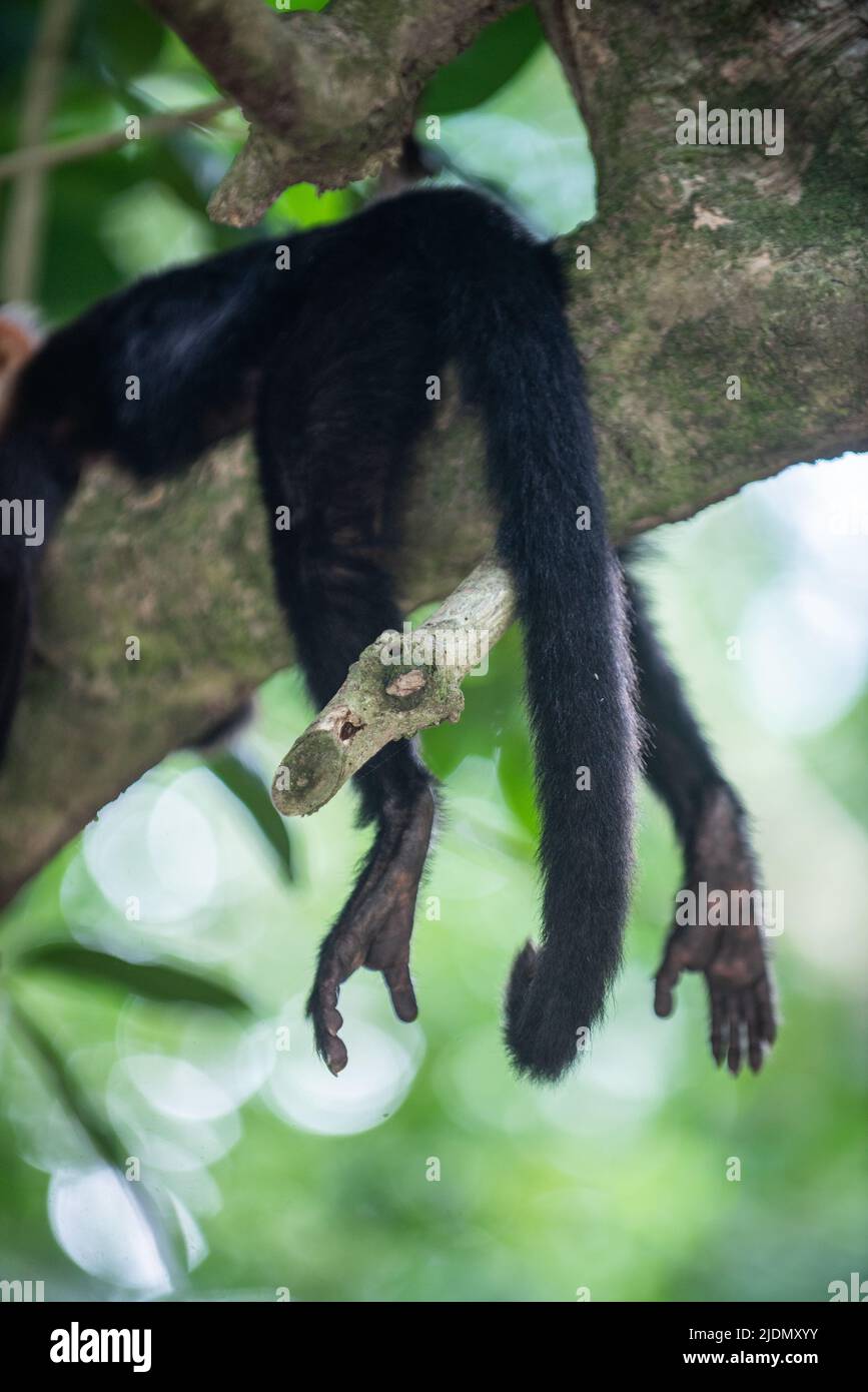 Capuchin panaméen à face blanche, reposant sur une branche d'arbre dans le parc national Manuel Antonio, au Costa Rica Banque D'Images