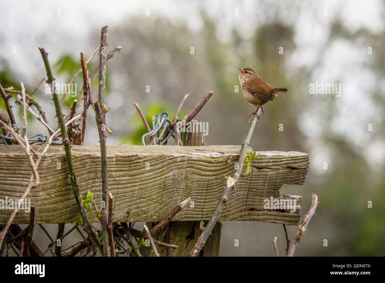 Wren, troglodyte de Troglodytes, chantant sur la branche au printemps. ROYAUME-UNI. Banque D'Images