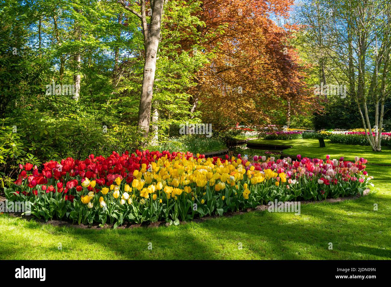 Jardin d'Europe en pleine floraison, parc de Keukenhof. Pays-Bas Banque D'Images