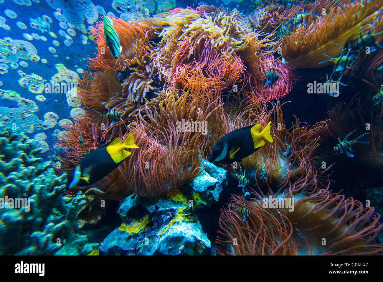 Scène sous-marine. Récif de corail, groupes de poissons dans l'eau claire de l'océan Banque D'Images