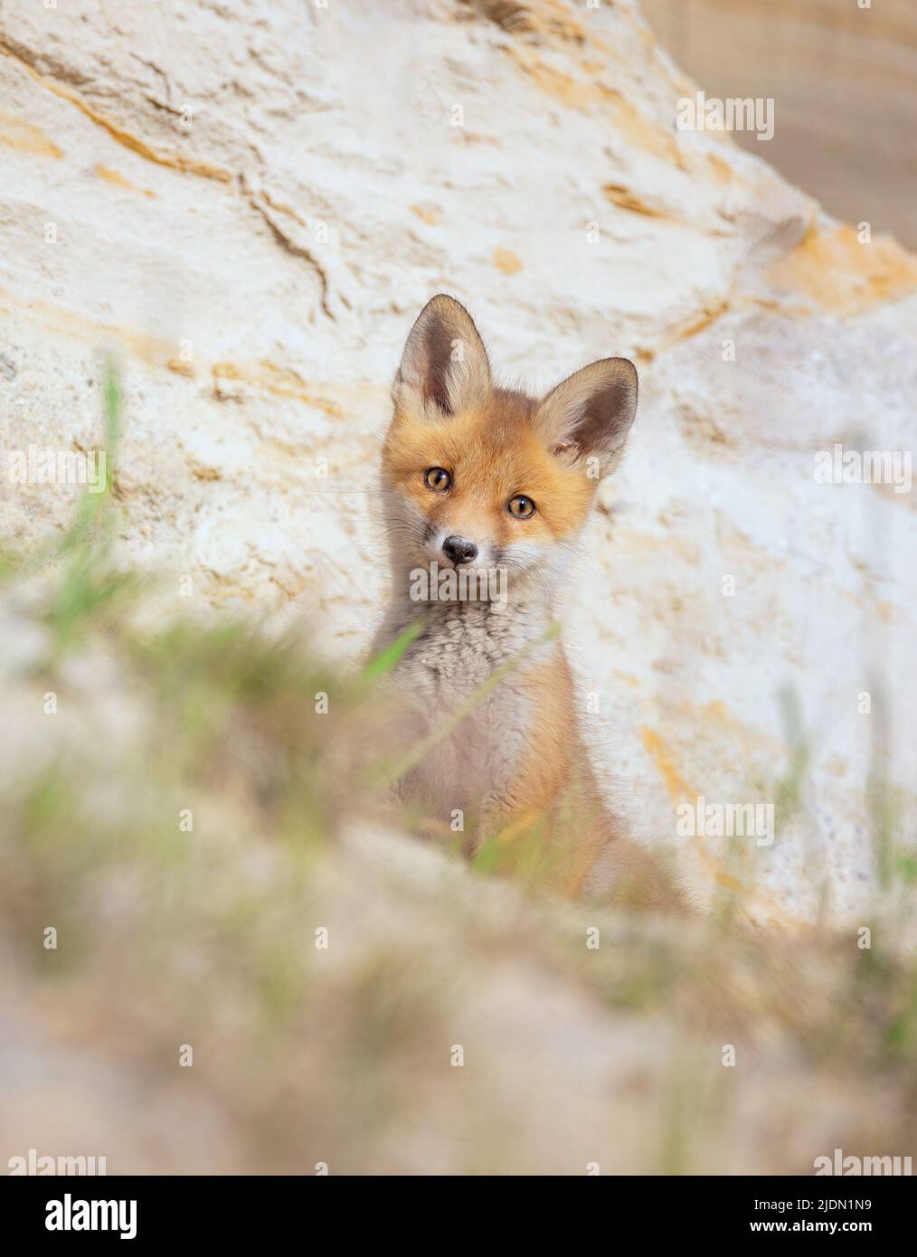 Le renard mignon Vulpes vulpes cub a grimpé hors de la terrier et regarde autour, la meilleure photo. Banque D'Images