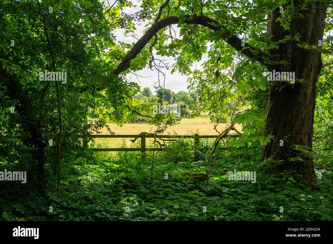 La campagne anglaise à Chalfont St Giles, Buckinghamshire, Angleterre Banque D'Images