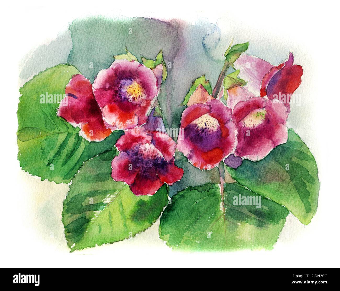 Gloxinia fleurs aquarelle dessin isolé sur fond blanc, chemin de travail d'isolement. Banque D'Images