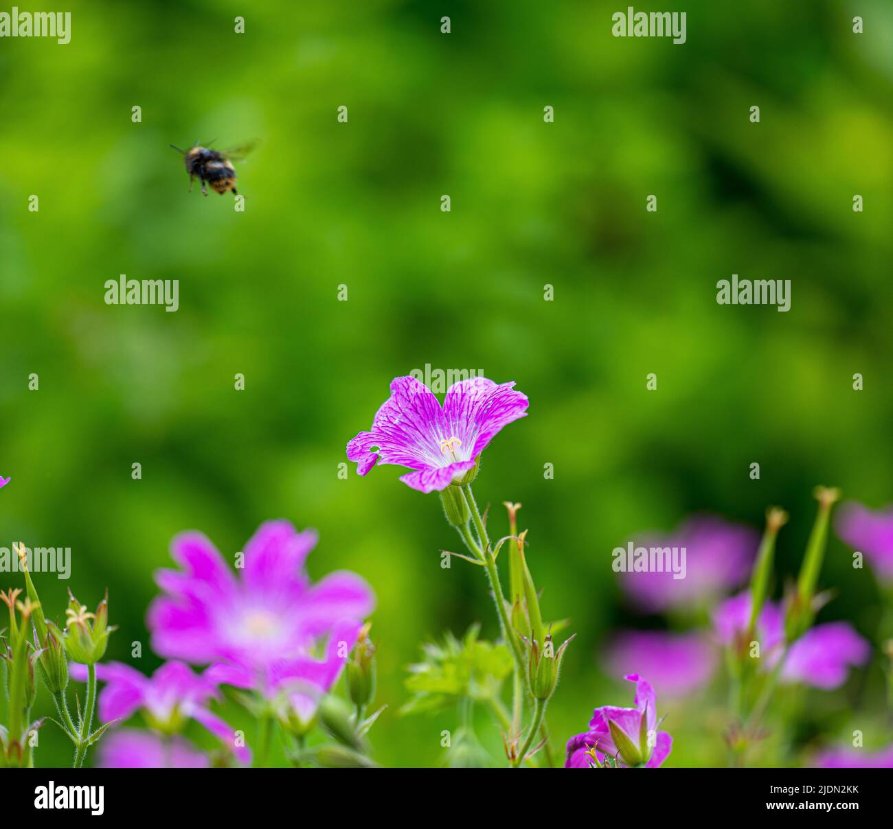 Abeille en vol de Cranesbill Geranium Banque D'Images