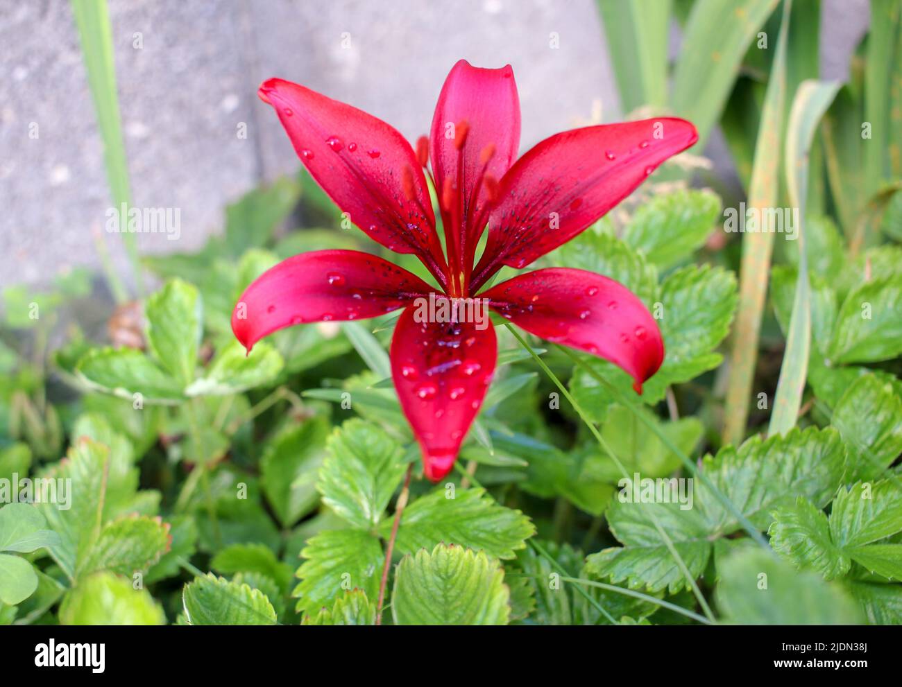 lily fleurit dans mon jardin Banque D'Images