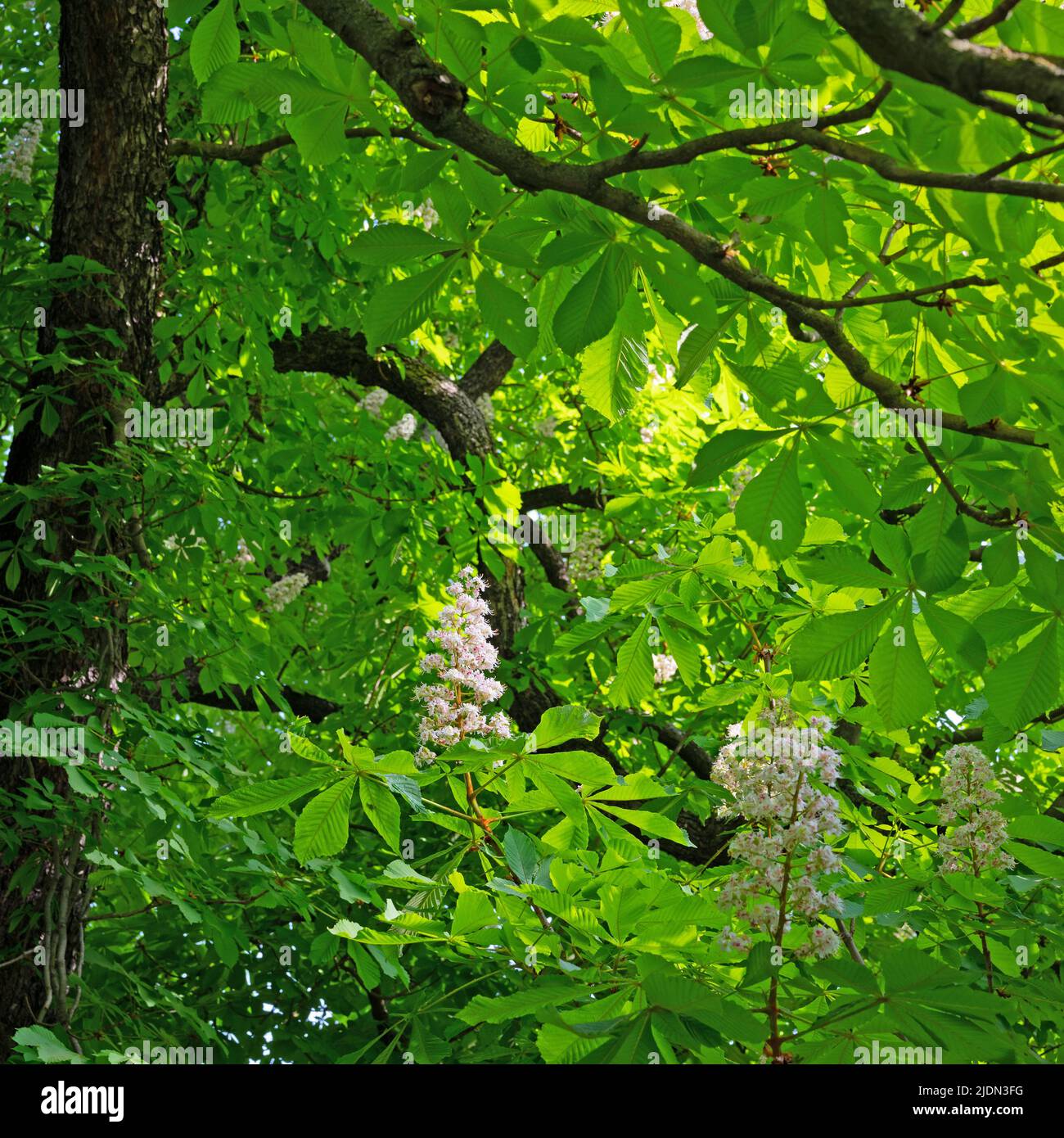 Châtaignes à fleurs au printemps Banque D'Images