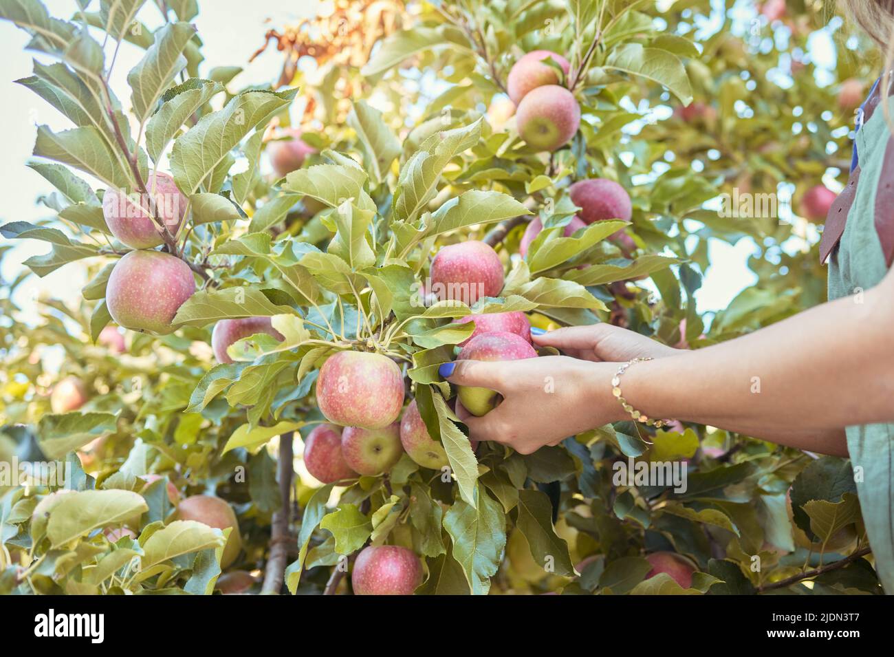 Gros plan d'une femme qui s'est mise à cueillir des pommes rouges fraîches dans des arbres sur des terres agricoles durables de vergers à l'extérieur, par beau temps. Les mains de l'agriculteur moissonnant Banque D'Images