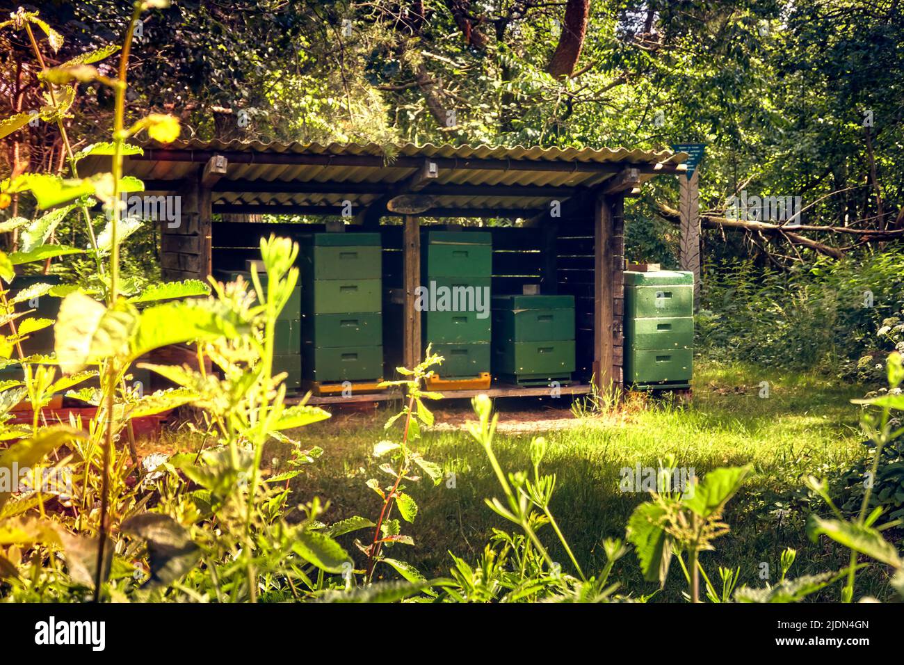 Ruches d'un apiculteur sous un abri avec des feuilles de ciment ondulées dans la forêt ensoleillée Banque D'Images