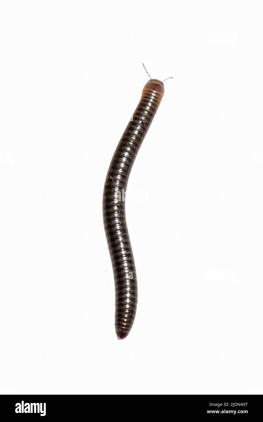 Julid millipede (Cylindroiulus caeruleocinctus) marchant sur un fond blanc, Wiltshire, Royaume-Uni, octobre. Banque D'Images Julid millipede (Cylindroiulus caeruleocinctus) marchant sur un fond blanc, Wiltshire, Royaume-Uni, octobre. Banque D'Images