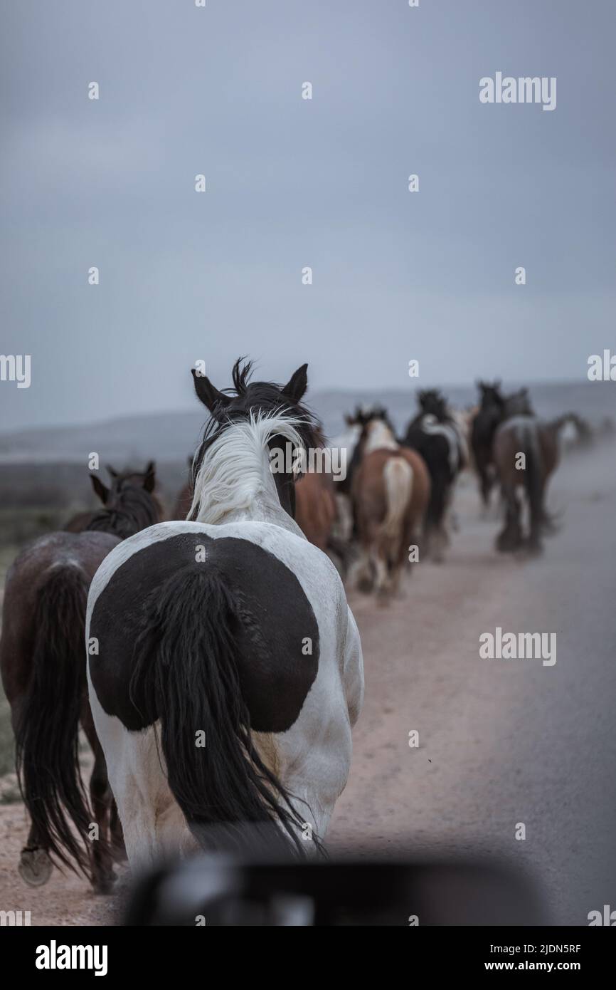 un troupeau coloré de chevaux de ranch s'exécutant sur une route poussiéreuse. Être conduit à des pâturages d'été. Banque D'Images