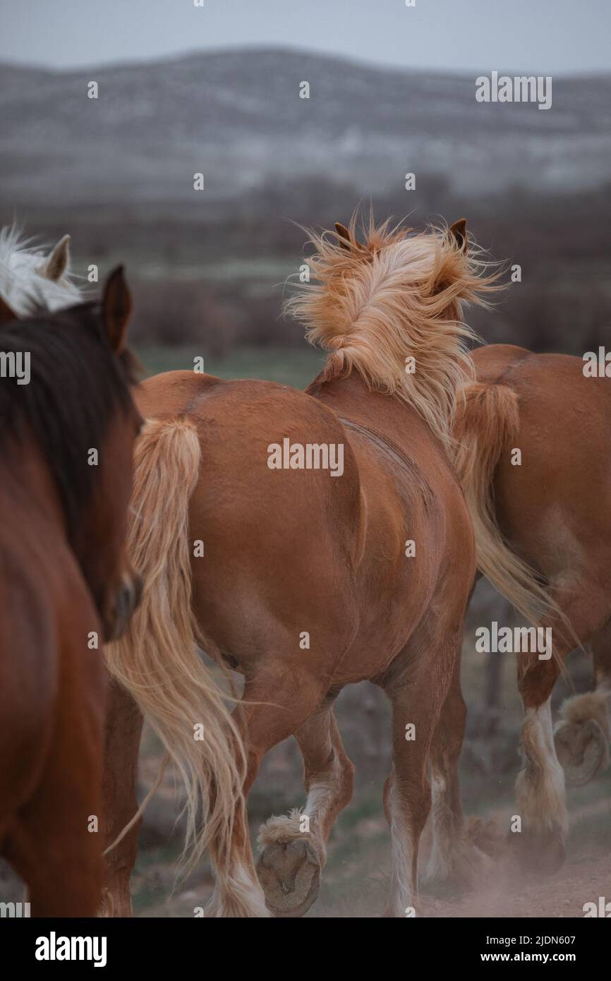 un troupeau coloré de chevaux de ranch s'exécutant sur une route poussiéreuse. Être conduit à des pâturages d'été. Banque D'Images