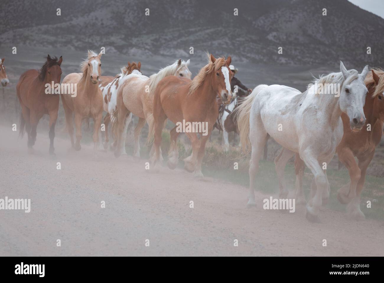 un troupeau coloré de chevaux de ranch s'exécutant sur une route poussiéreuse. Être conduit à des pâturages d'été. Banque D'Images