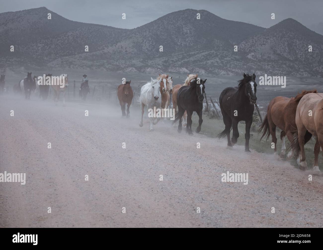 un troupeau coloré de chevaux de ranch s'exécutant sur une route poussiéreuse. Être conduit à des pâturages d'été. Banque D'Images