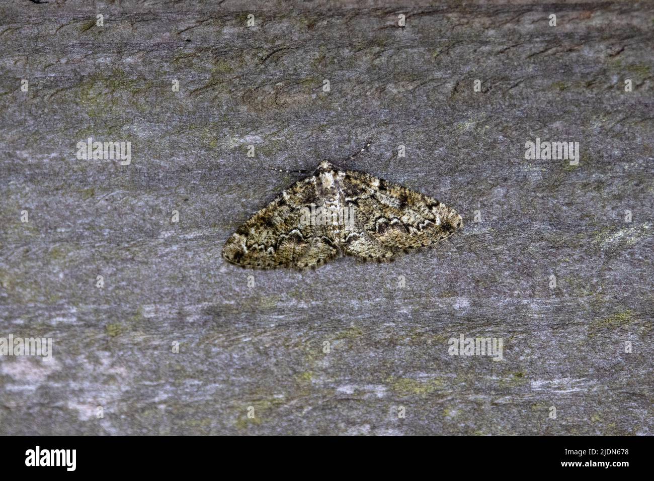 Bruxelles Lace Moth (Cleorodes lichenaria) West Lydford Somerset GB Royaume-Uni Mai 2022 Banque D'Images