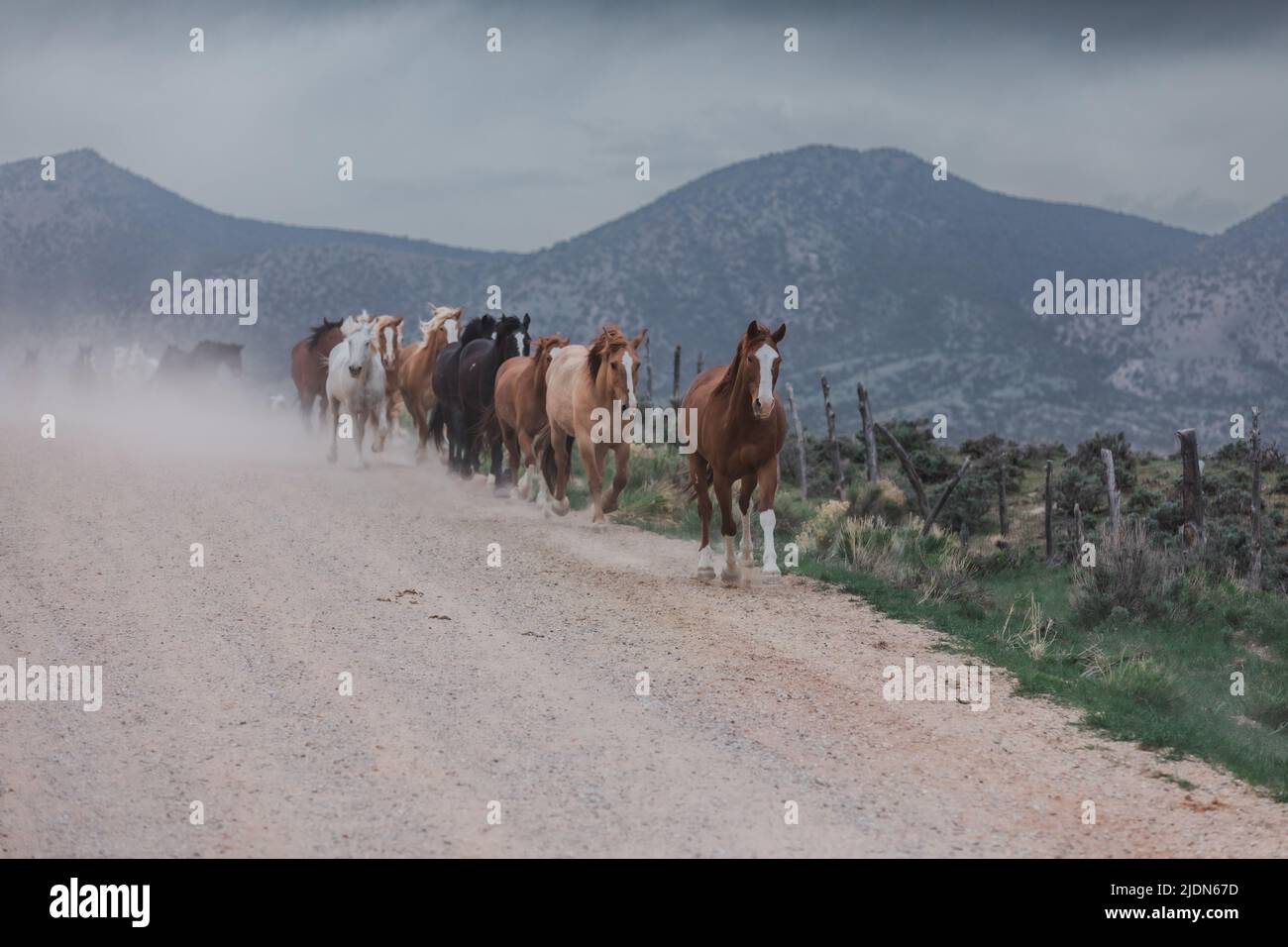 un troupeau coloré de chevaux de ranch s'exécutant sur une route poussiéreuse. Être conduit à des pâturages d'été. Banque D'Images