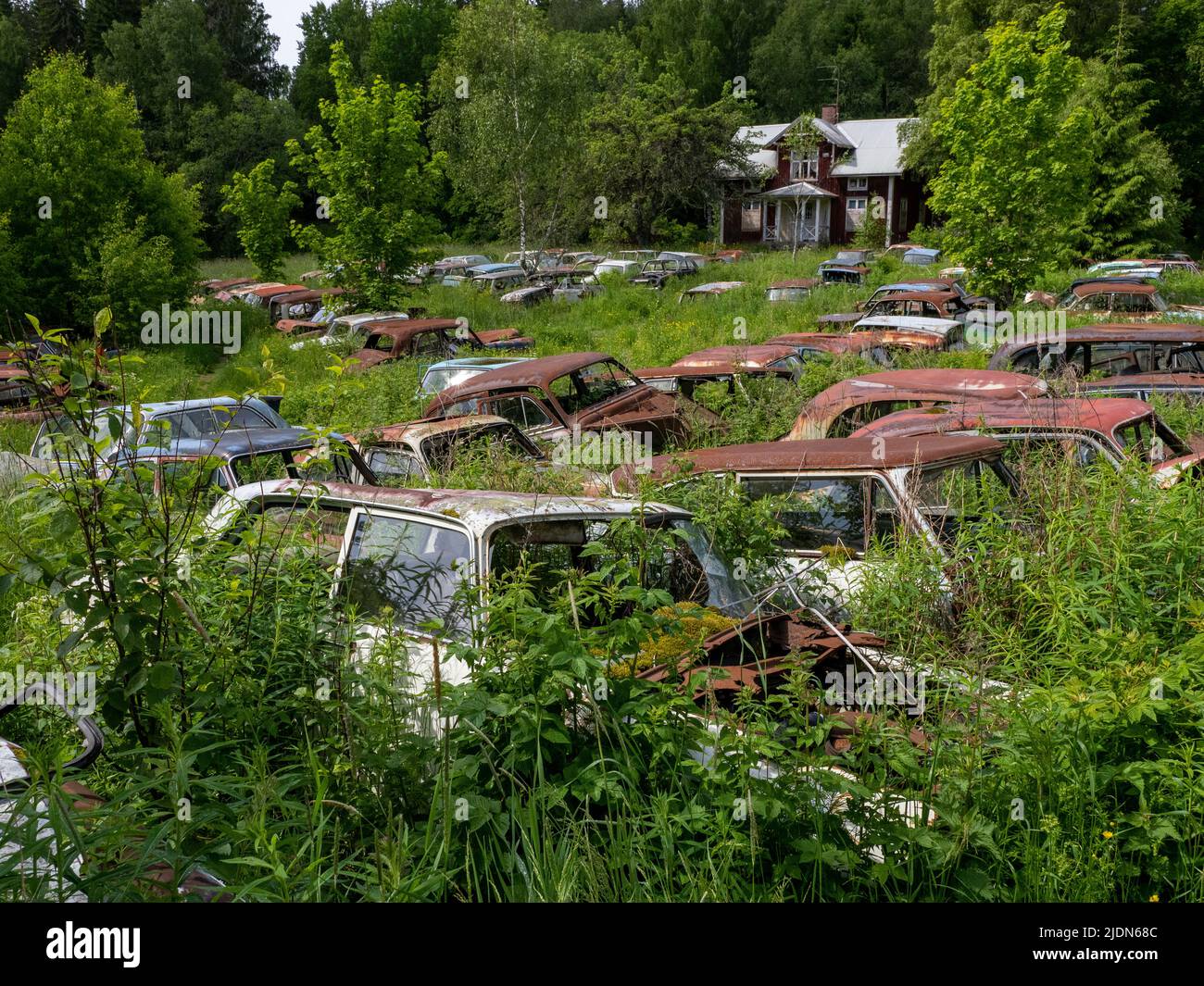 Épaves de voitures, vieilles voitures dans la cimenterie Junkyard d’Ivan à Båstnäs, dans le sud de la Suède. La voiture est pour la plupart à partir des années 50, 60 et 70. Banque D'Images